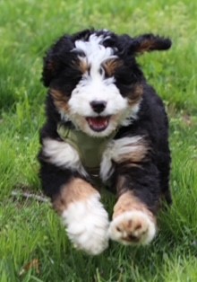 Buster, one of our health tested puppy parents