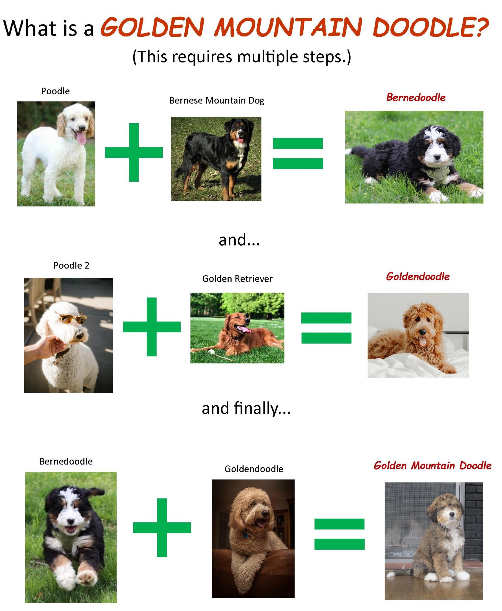 Golden Mountain Doodles Carrier Family Doodles