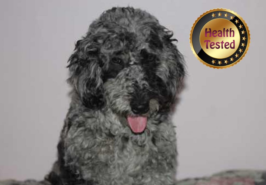 Mvua, one of our health tested puppy parents