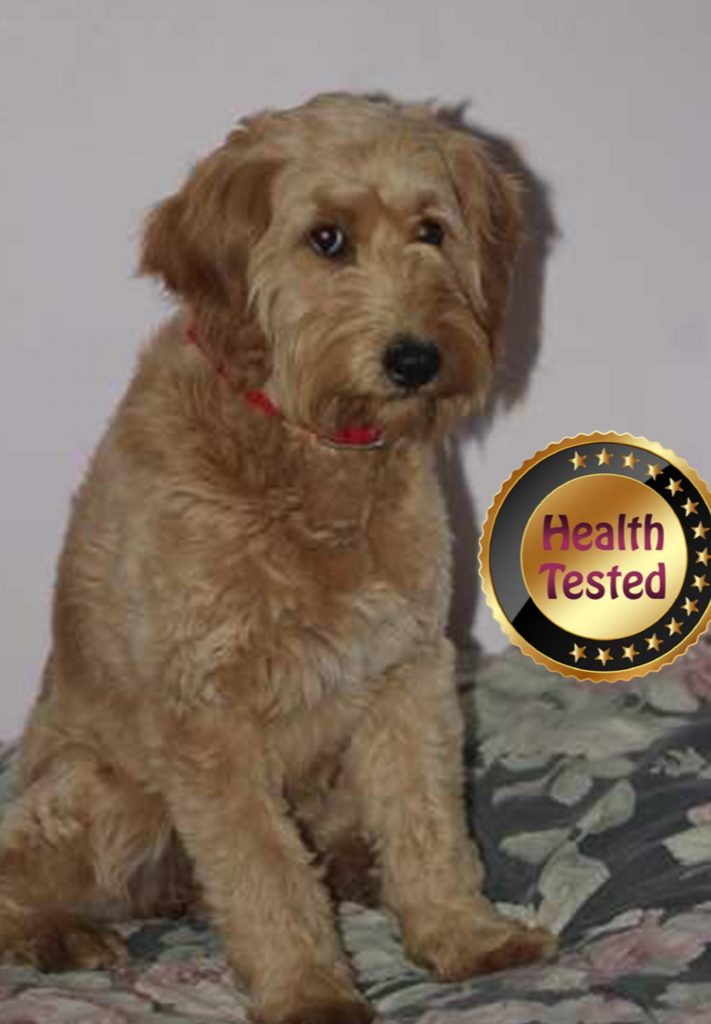 Jina, one of our health tested puppy parents