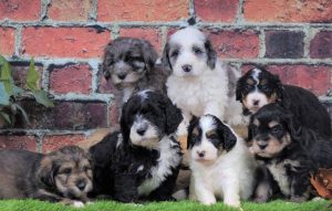 Gorgeous mix of puppies