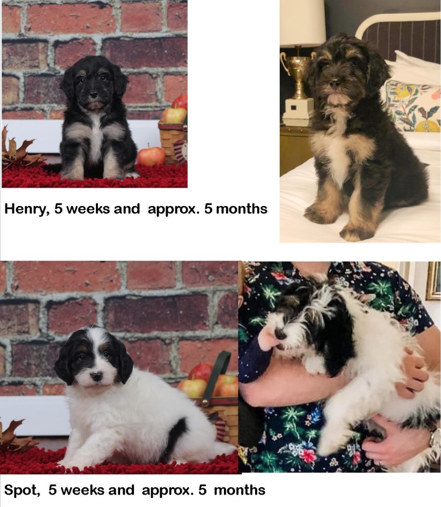 does a puppy coat change