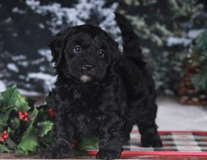 christmas puppy Danniby