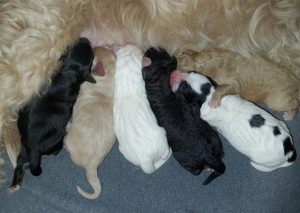 Cheza's puppies have arrived!