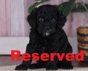 Inky reserved