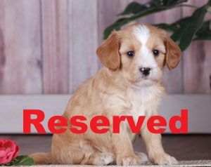 Peaches reserved