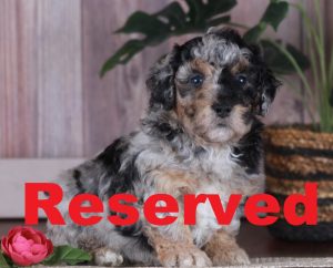 Toby reserved