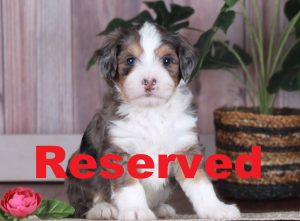 Tripp reserved