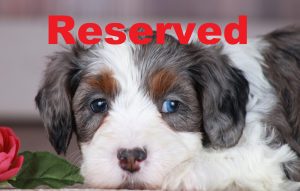 Tristan reserved