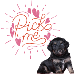 Bekah's Top Puppy Picks: Cuddly, Playful, Confident, Affectionate