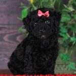 Black puppy, Bitsy