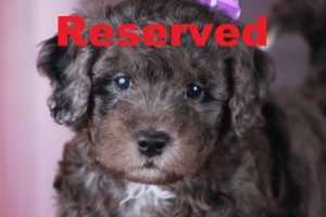 Blueberry reserved