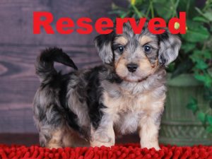 Bluey 1 reserved