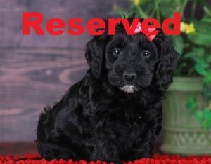 Glossy reserved