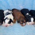 New Puppy Picks: Recommended Products and Adoption Extras