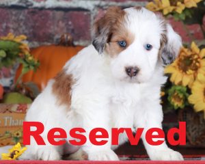 Ruby reserved