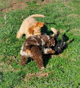 Outdoor Puppy Play