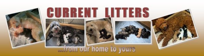 Current litters