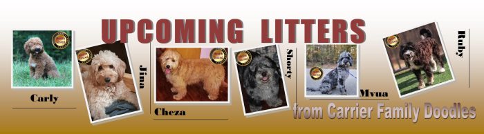 Upcoming litters