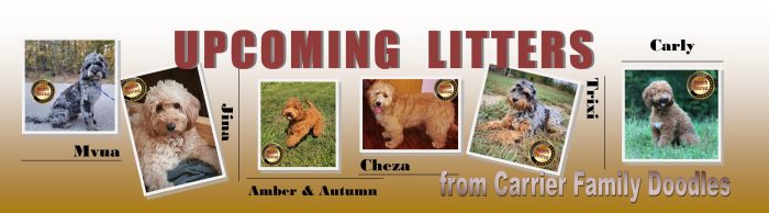 Upcoming litters